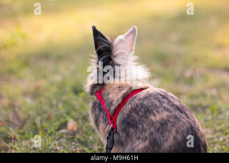 Süße Zwerg Kaninchen auf einem Spaziergang im Freien, von hinten Stockfoto