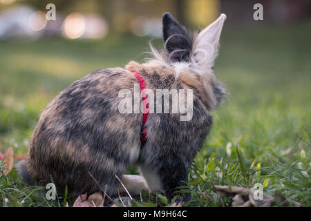 Süße Zwerg Kaninchen auf einem Spaziergang im Freien, von hinten Stockfoto