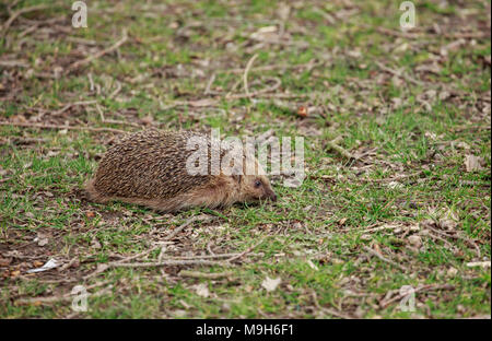 Der Europäische Igel, auch als die Westeuropäische Igel oder gemeinsamen Igel bekannt, ist ein Igel Arten in Europa gefunden Stockfoto