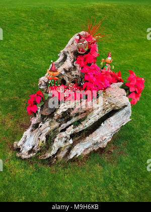 Ein alter Baumstumpf ist die Basis fr den Weihnachtsstern Pflanzen und  anderen Weihnachtsschmuck auf dem Gelnde eines Resort, Maui, Hawaii, USA  Stockfotografie - Alamy