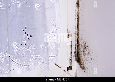 Schimmel in der Ecke an der Wand in der Nähe der Fenster. Stockfoto