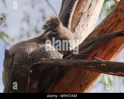 Schläfriger Koala am Baum Stockfoto