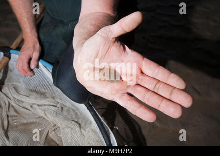 Ein entspannender Garnelen Fischer in Morecambe Bay bei Ebbe mit einem juvenilen Flundern in einem Haus gefangen gemacht Push net, bevor es freigegeben wurde. UK GB Stockfoto