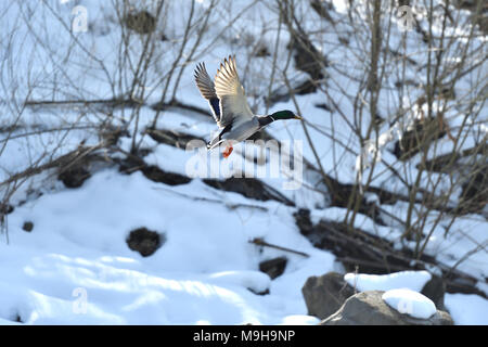 Wilde Enten machen eine Landung und bis über den Fluss fliegen im Winter wilde Enten eine Landung machen und über den Fluss fliegen im Winter Stockfoto