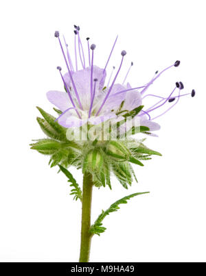 Lacy Phacelia, blau oder violett tansy Rainfarn auf weißem Hintergrund Stockfoto