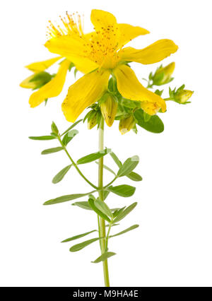 Johanniskraut Johanniskraut (Hypericum Perforatum) Blumen Stockfoto