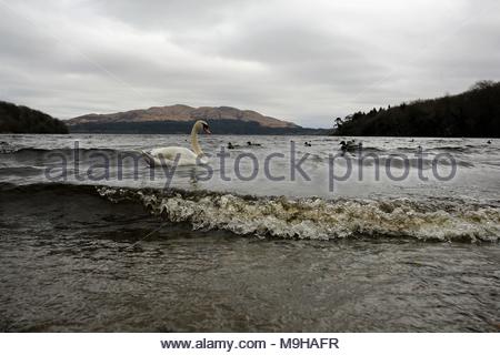 Ein weißer Schwan schwimmt Lough Gill in der Nähe von Yeats geliebten Hazelwood wie Wind steigen und einen anderen Zauberspruch der schlechten Winter Wetter zurück Stockfoto