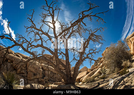 Wüste Landschaft fotografiert in Joshua Tree National Park im Süden von Kalifornien Mojave Wüste mit einem Fischaugenobjektiv Stockfoto