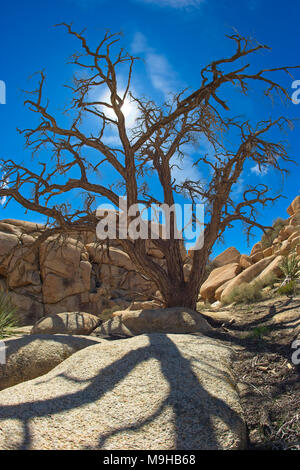 Wüste Landschaft fotografiert in Joshua Tree National Park im Süden von Kalifornien Mojave Wüste mit einem Fischaugenobjektiv Stockfoto