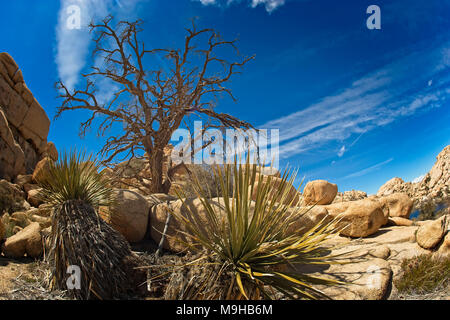 Wüste Landschaft fotografiert in Joshua Tree National Park im Süden von Kalifornien Mojave Wüste mit einem Fischaugenobjektiv Stockfoto