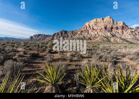 Mojave Wüste yuccas mit Mt Wilson im Hintergrund bei der Red Rock Canyon National Conservation Area in der Nähe von Las Vegas in Nevada. Stockfoto