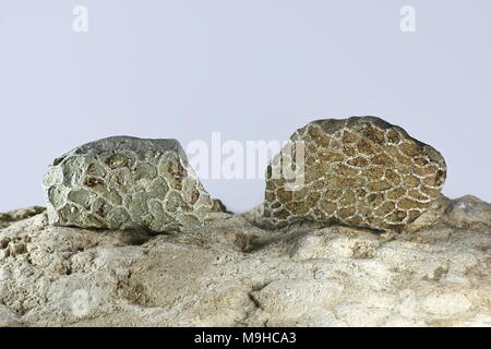 Silurische Kette coral Fossil (sp) von Saarenmaa Halysites Estland Stockfoto