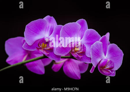 Purple orchid mit großen Blüten auf schwarzem Hintergrund Stockfoto