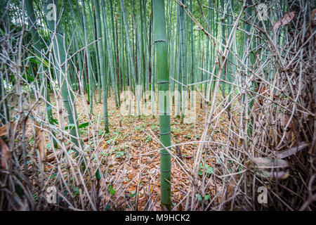 Bambushain Stockfoto