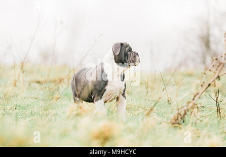 Blue Deutsch/britische Bulldogge Welpen für einen Spaziergang auf dem Land, Großbritannien Stockfoto
