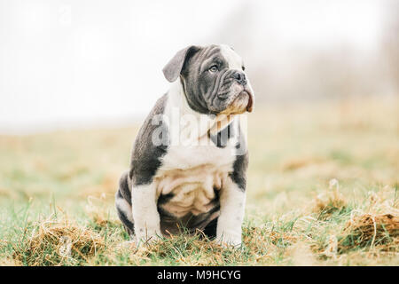 Blue Deutsch/britische Bulldogge Welpen für einen Spaziergang auf dem Land, Großbritannien Stockfoto