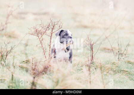 Blue Deutsch/britische Bulldogge Welpen für einen Spaziergang auf dem Land, Großbritannien Stockfoto