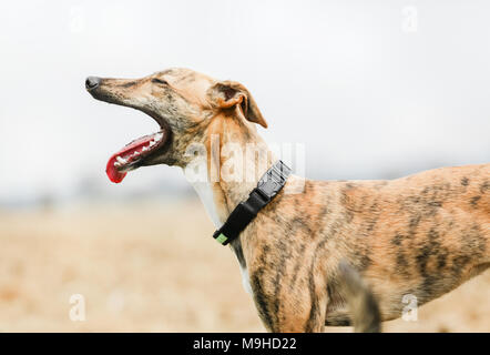 Lurcher hund Gähnen heraus auf einem Spaziergang durch die Landschaft, Großbritannien Stockfoto