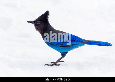 43,160.09789 Nahaufnahme eines Crested traumhaft schöne blaue und schwarze Jay Vogel ansehen Der Steller im Winter schnee Stockfoto