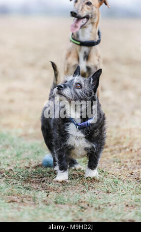 Lurcher Hund heraus auf einem Spaziergang in der Natur, Großbritannien Stockfoto