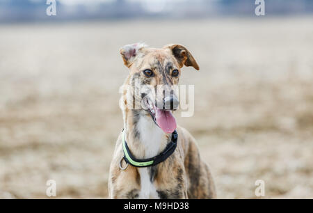 Lurcher Hund heraus auf einem Spaziergang in der Natur, Großbritannien Stockfoto