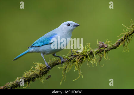 Blau-grau Tanager - thraupis Episcopus, schöne bunte Blau sitzenden Vogels aus Costa Rica Wald. Stockfoto