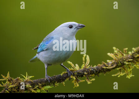 Blau-grau Tanager - thraupis Episcopus, schöne bunte Blau sitzenden Vogels aus Costa Rica Wald. Stockfoto