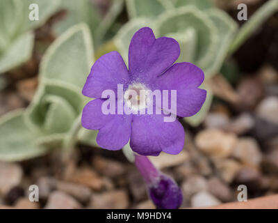 Nahaufnahme von einem einzigen blaue Blume der Primula marginata Pritchards Vielfalt Stockfoto