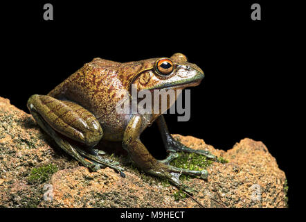 Endemische Froscharten Boophis goudoti Mantellidae Anjozorobe, Familie, Nationalpark, Madagaskar Stockfoto