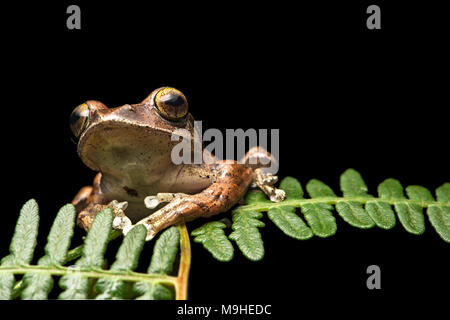 Endemische Froscharten Boophis madagascariensis, Familie, Mantellidae Anjozorobe Nationalpark, Madagaskar Stockfoto