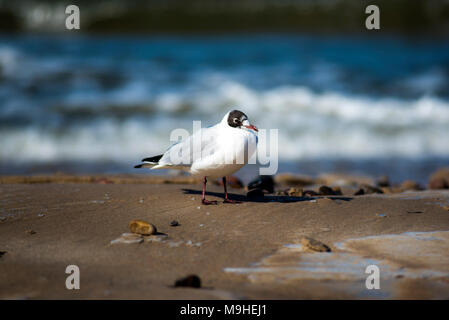 Möwe am Strand zu sitzen, im Hintergrund die Ostsee, Polen Stockfoto