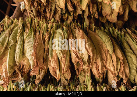 Trocknen Tabakblätter authentisch auf der Farm in Vinales, Kuba Stockfoto