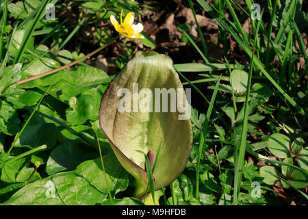 Arum Maculatum Kuckuck Pint Blumenanbau in natürlicher Umgebung. Stockfoto