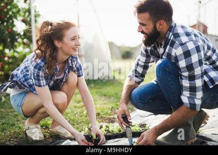 Junges Paar der Landwirte arbeiten im Gewächshaus Stockfoto