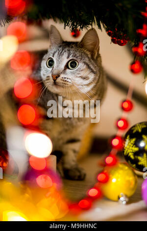 Grau junge Katze versteckt sich unter einem Baum in der Nähe eines Weihnachtsbaumes Stockfoto