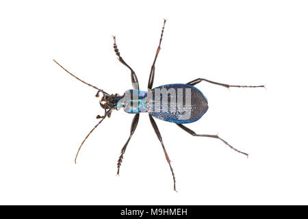 Boden Käfer (Carabus intricatus) auf weißem Hintergrund Stockfoto