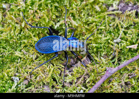 Blue ground Beetle (Carabus intricatus) auf einem grünen Moos Stockfoto