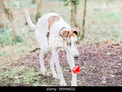 Lurcher Hund heraus auf einem Spaziergang in der Natur, Großbritannien Stockfoto