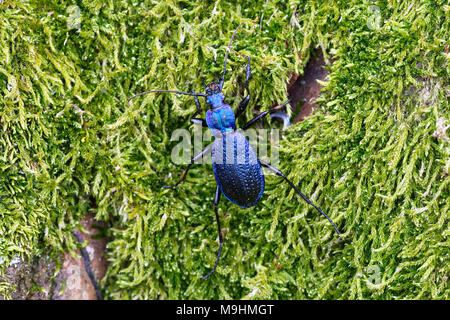 Blue ground Beetle (Carabus intricatus) auf einem grünen Moos Stockfoto