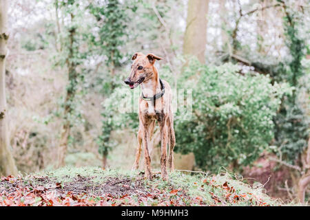 Lurcher Hund heraus auf einem Spaziergang in der Natur, Großbritannien Stockfoto