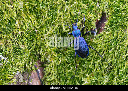 Blue ground Beetle (Carabus intricatus) auf einem grünen Moos Stockfoto