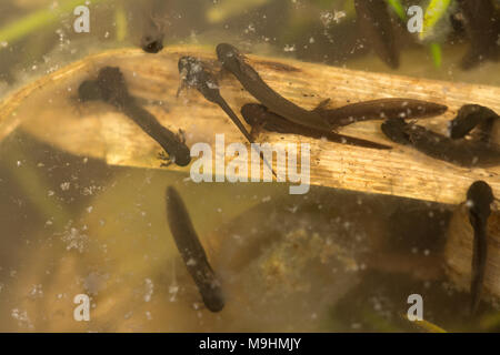 Eine Woche alt gemeinsamen Frosch Kaulquappen (Rana temporaria), die sich von Algen im Teich Unkraut Stockfoto