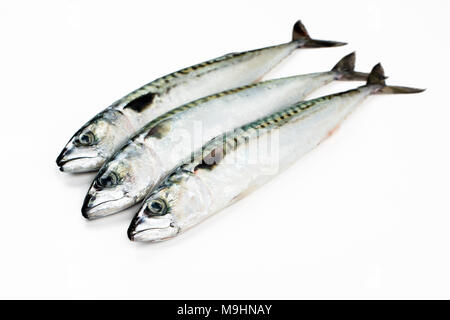 Frische Makrele fischen isoliert auf weißem Stockfoto