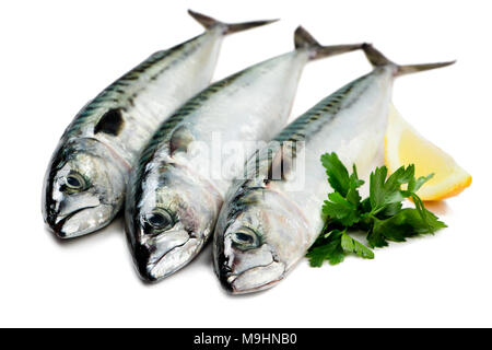 Frische Makrele Fisch auf Weiß mit Petersilie und Zitronenscheibe isoliert Stockfoto