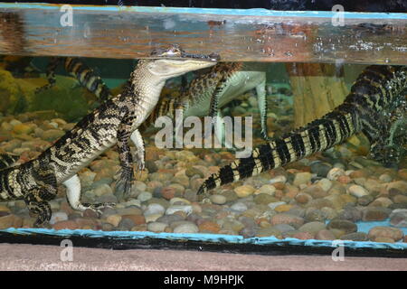 "Fünf Schwestern Zoo ''Midlothian ''Scotland'' Zoo ''Tiere'' Wildlife' Stockfoto