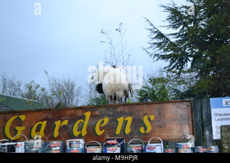 "Fünf Schwestern Zoo ''Midlothian ''Scotland'' Zoo ''Tiere'' Wildlife' Stockfoto