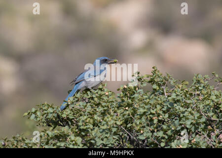 Kalifornien scrub jay Fütterung von Eicheln. Stockfoto