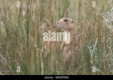 Der gunnison Präriehunde im Lebensraum. Stockfoto