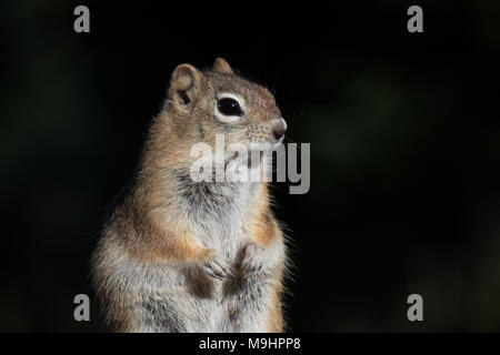 Porträt einer Golden-mantled ground squirrel. Stockfoto