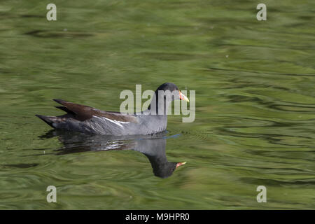 Common gallinule Schwimmen im grünen Wasser. Stockfoto